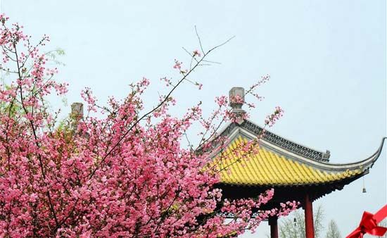 花團(tuán)錦簇