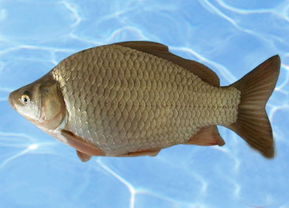 黃金鯽魚(yú)