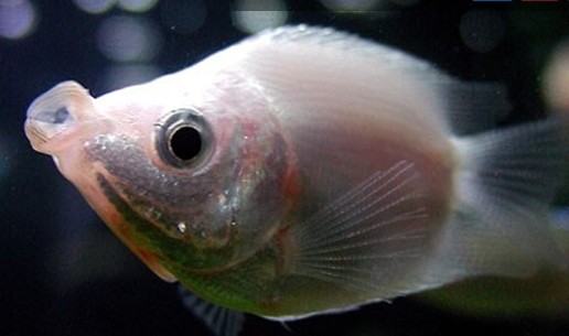親嘴魚(yú)