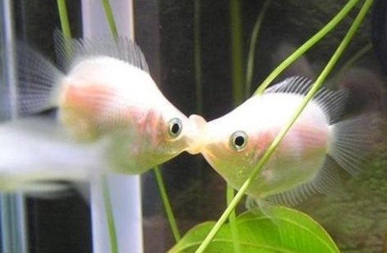 親嘴魚(yú)