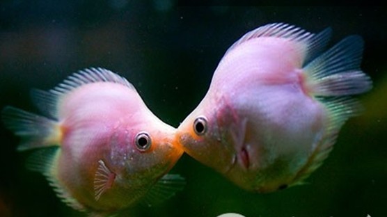 接吻魚(yú)圖片